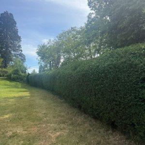 heckenschnitt-hecke-schneiden-service-firma-wien-umgebung